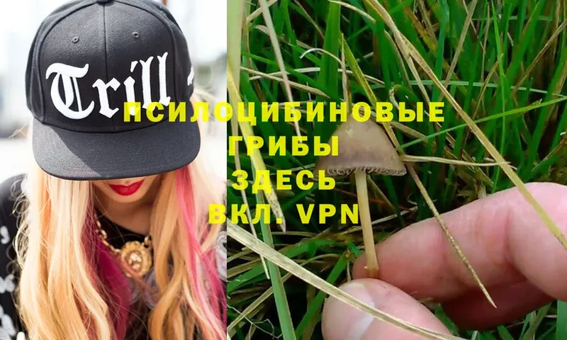 Галлюциногенные грибы Psilocybe  Ангарск 